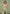 jacquard-bardot-corset-top-sage